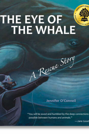 A man in scuba diving suit beside a huge whale